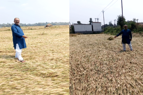 फसल बर्बादी से किसान बेहाल, मुआवजे की मांग तेज