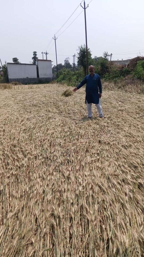 फसल बर्बादी से किसान बेहाल, मुआवजे की मांग तेज फसल बर्बादी से किसान बेहाल, मुआवजे की मांग तेज
