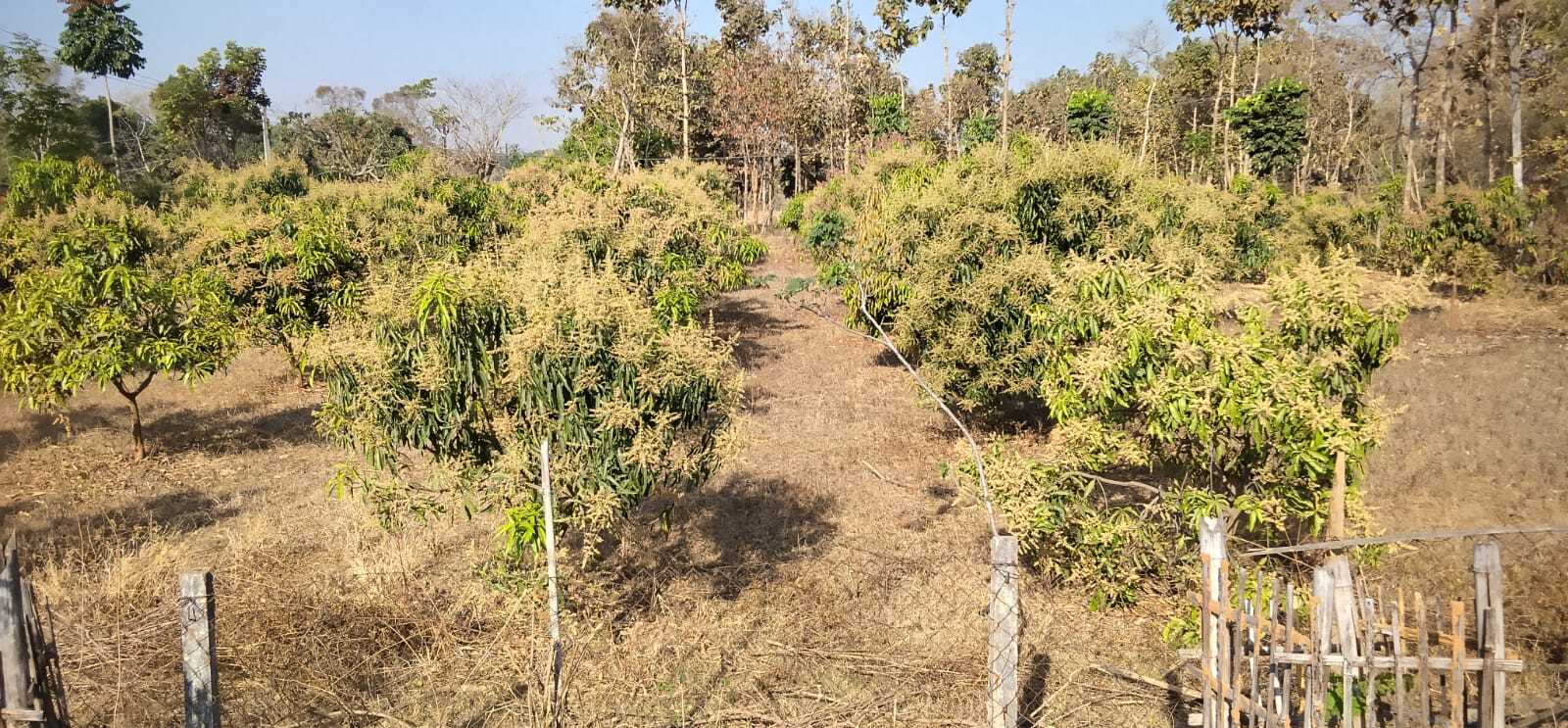 जिले में 6700 एकड़ में हुई आम बागवानी जिले में 6700 एकड़ में हुई आम बागवानी