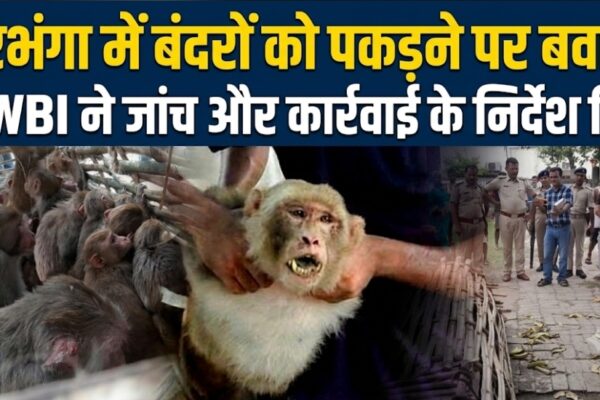 दरभंगा में बंदरों को पकड़ने पर बवाल AWBI ने जांच और कार्रवाई के निर्देश दिए