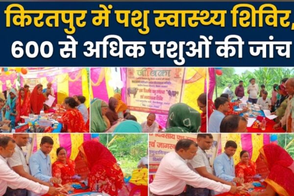 किरतपुर में पशु स्वास्थ्य शिविर, 600 से अधिक पशुओं की जांच